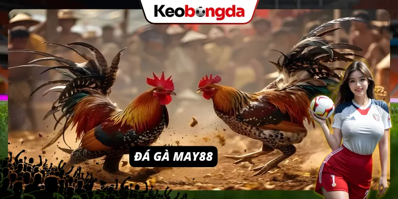 May88 - Thiên Đường Giải Trí Online Hot Nhất Mọi Thời Đại Sảnh đá gà vạn người mê