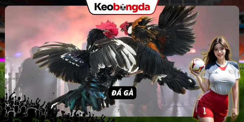 SIN88 - Thiên Đường Cá Cược Uy Tín, Đa Dạng Game Đổi Thưởng Đá gà SIN88 ăn khách trên nền tảng cá cược trực tuyến