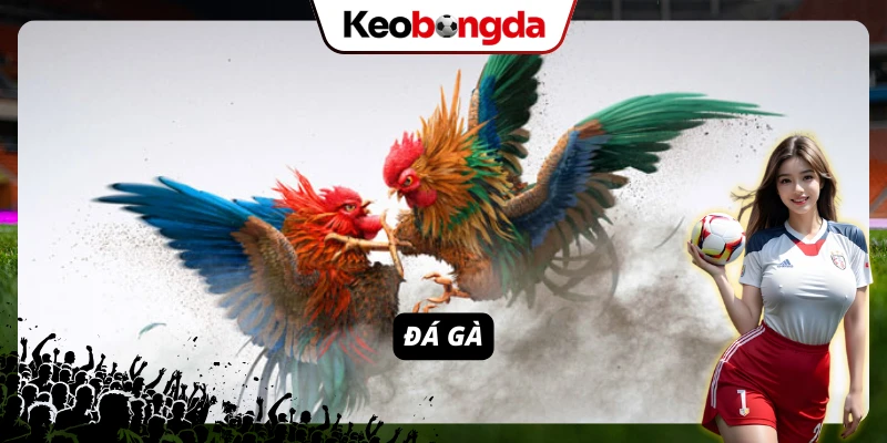 Đá gà là một trong những game được đại đa số anh em yêu thích